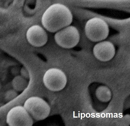 Imagen microscopica liposoma NANOVEC